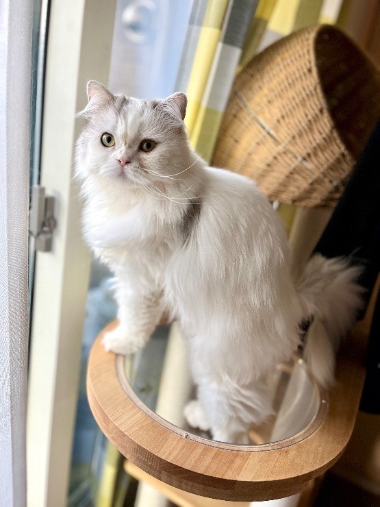 万智子ちゃんよりは被毛が短い、清正くん