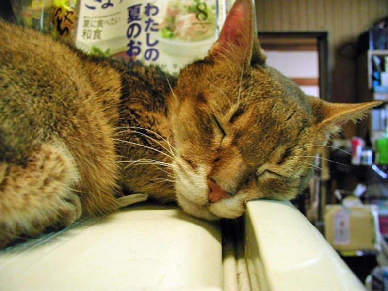 キッチンでの定位置はミニ冷蔵庫の上でした