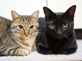 初めて飼った猫を亡くし落ち込む女性　周囲の支えと勧めで２匹の子猫を迎えることに