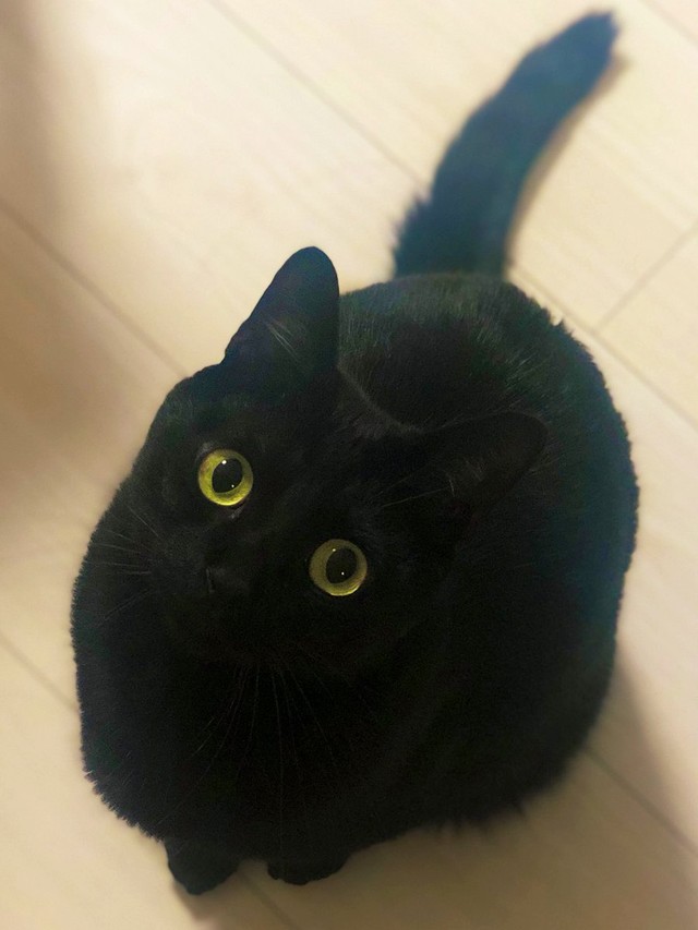 「抱っこ〜」＝黒猫のこねろくさん（@nkknrk）提供
