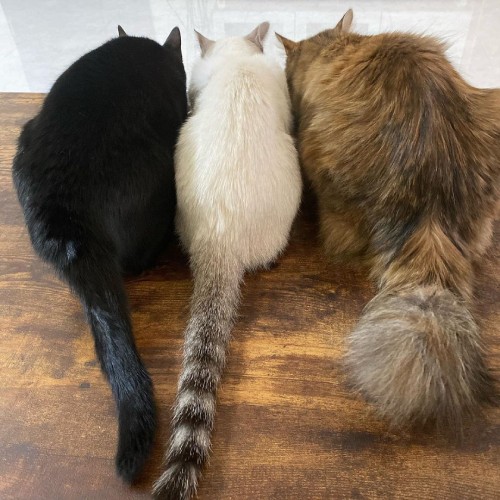 三者三様の尻尾（右がミルちゃん、中央がラキくん、左がめいちゃん）