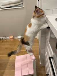 お魚焼いた？焼いたよね？＝ぽてこゆこめ+うなさん（@potechi_nikki）提供