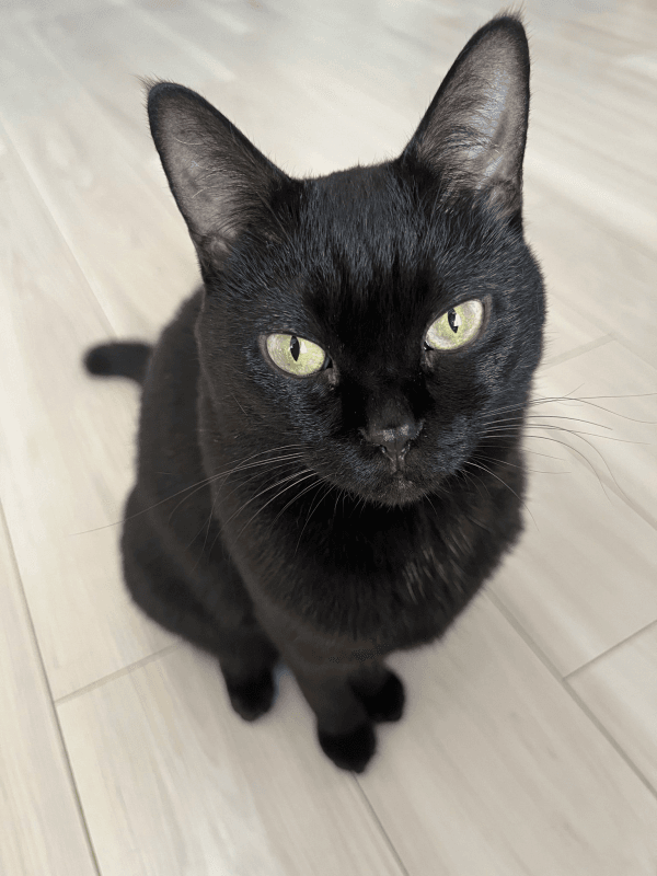 美ニャンへと成長したおはぎちゃん（画像提供：黒猫おはぎ 林遊眠@劇団ショウダウンさん）