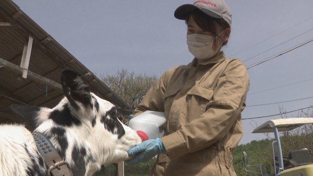 【特集】岡山・倉敷市の若手酪農家の挑戦「チーズ作り」始動