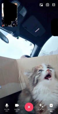 保護後、家に連れて帰る車内でのニコちゃん（画像提供：保護ねこ ニコちゃん）