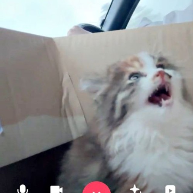 保護後、家に連れて帰る車内でのニコちゃん（画像提供：保護ねこ ニコちゃん）