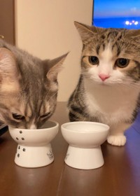 お兄ちゃん、まだ食べてるの？＝しずわらひなたさん（@shizuwarahinata）提供