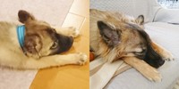 くーちゃんの子犬→成犬ビフォーアフター（画像提供：雑種のくーちゃんさん）.png