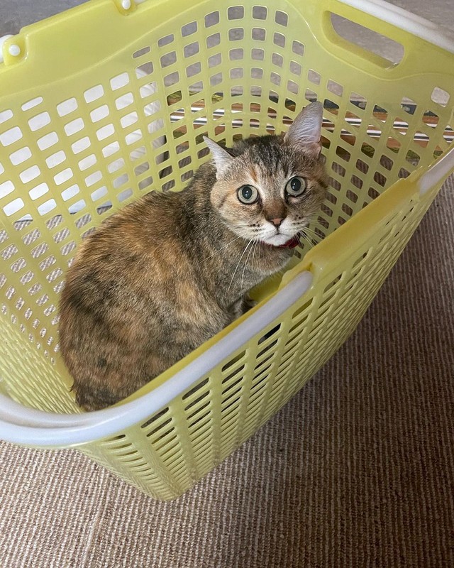 お母さん、洗濯やめてごはんにしようよ＝hachiware_natsuさん提供