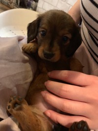 生後1か月ごろのむぎちゃん。まだまだあどけない表情がかわいい！（むぎちゃんの飼い主さんのTwitterより）