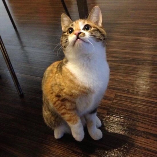 家にきたころの「紅茶」