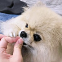 待てずにパクリ！ 前足を添える姿が愛らしいボスくん（画像提供：ポメラニアン ボスさん）