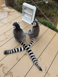 ストーブの前でぬくぬく　写真提供：日本モンキーセンター