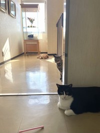 奥からチャトラン・ひめちゃん・ロイ（画像提供：三協精器）