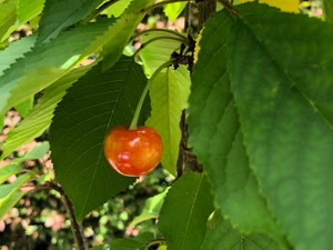 たなかなかなか