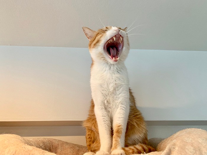 ごろりんの大あくび