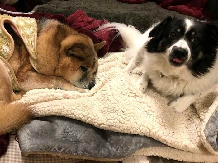 仲の良いジェイドくん（左）ともーちゃん