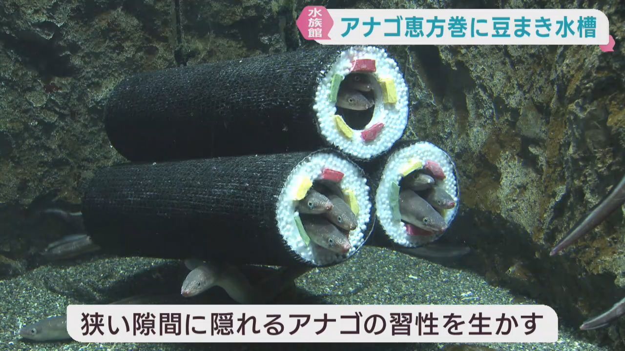 ２月３日の節分を前にアナゴの恵方巻　仙台うみの杜水族館の恒例イベント