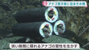 ２月３日の節分を前にアナゴの恵方巻　仙台うみの杜水族館の恒例イベント