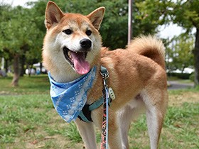 これからも仲良くしてね！　柴犬の「藍（あお）」