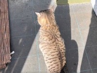 玄関にお出迎え（「キジトラ・コタローのウキウキDAYS!!」さん提供、Twitterよりキャプチャ撮影）