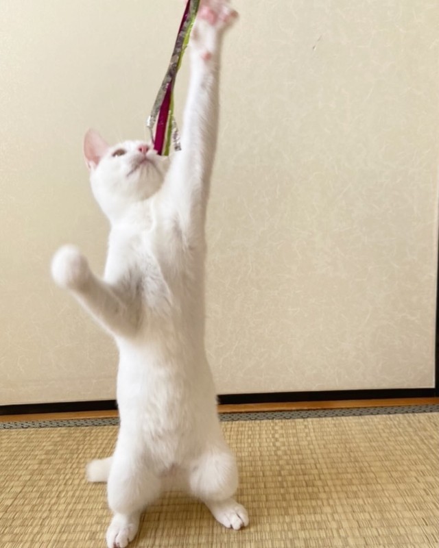 遊ぶのが大好きにゃ