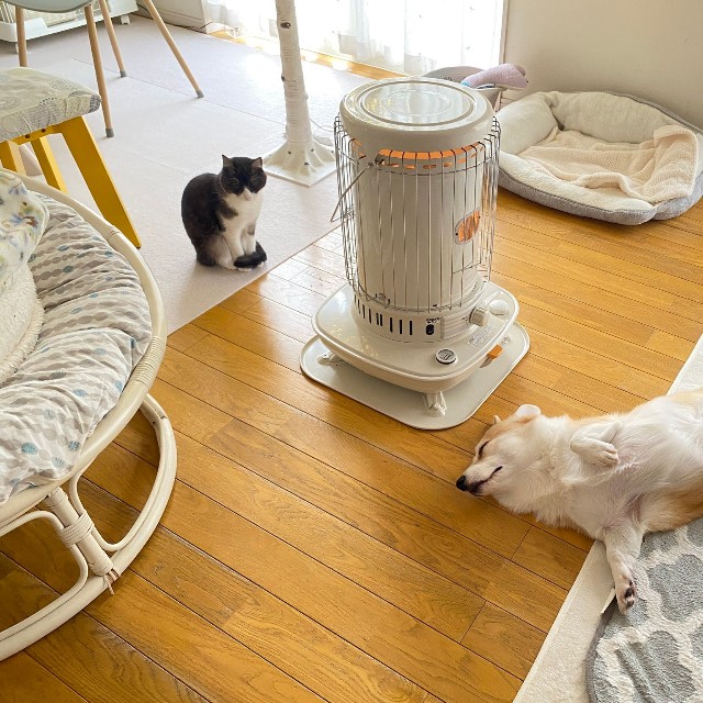 ストーブのまわりでくつろぐちくわぶちゃんとあんずちゃん（画像提供：ばなななさん）