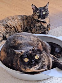 まん丸お顔のめいちゃん（手前）、美しい眉毛の持ち主・よもぎちゃん（奥）（画像提供：さびニャンズさん）