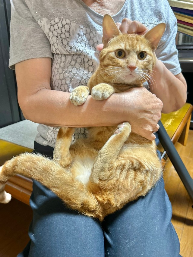 保護直後の“無賃乗車猫”（あんしゃろちょむさん提供）