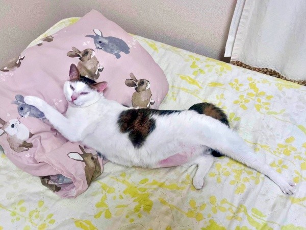 枕に顔をうずめてくつろぐポンちゃん（画像提供：Yoppyさん）