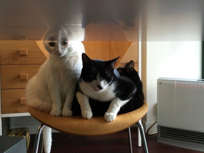 いつもべったり（３匹います）