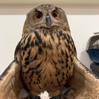 「羽を下ろしてリラックスモードのかぼす」（提供：momozukuさん）