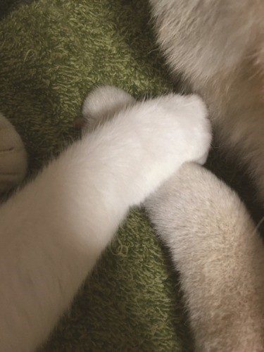 絆は永遠…　　（辰巳出版　提供）