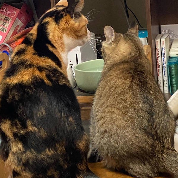 金閣ちゃんと内緒話