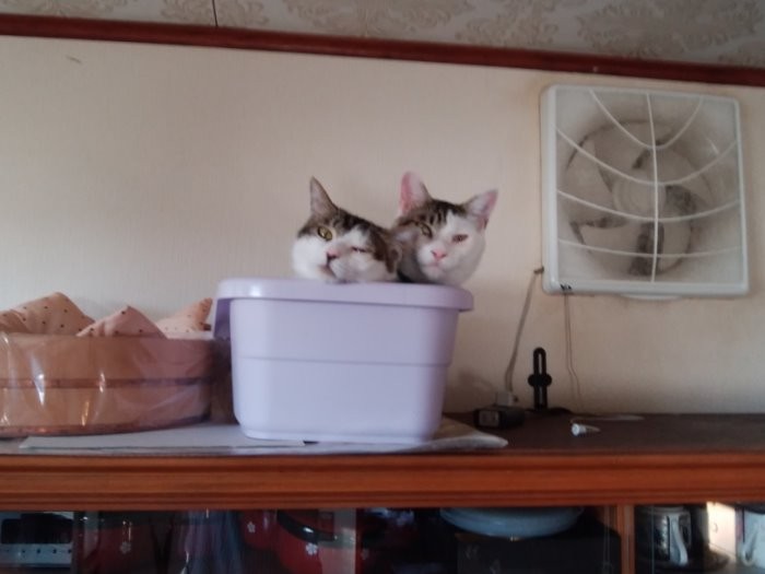 ２匹仲良く、棚の上のカゴにはいっています