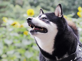 ２０１８王子様みたいで賞　柴犬の「蓮」
