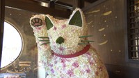 「花の招き猫」も展示　春に開運を！招き猫と花を組み合わせたユニークな作品展　岡山市