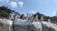 広いペンギン舎ではたくさんのフンボルトペンギンに会えます（提供：東武動物公園）