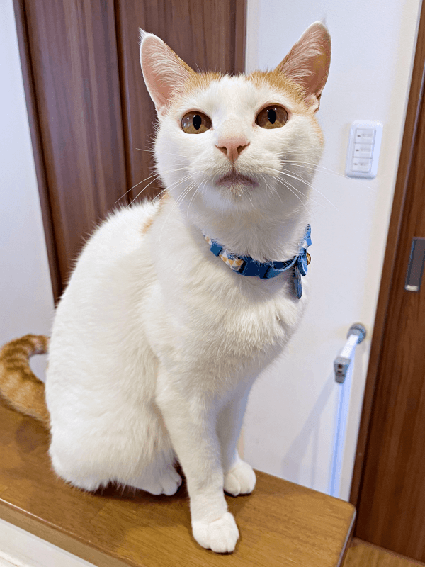 飼い主さんを見つめる姿が愛らしいむぎちゃん（画像提供：むぎさん）