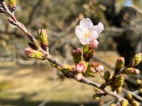栗林公園の標本木