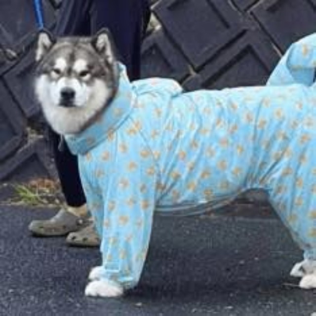 表情の変化をアップで　クールな表情が…（画像提供：アラスカンマラミュートのアルさん＝画像をトリミングしています）