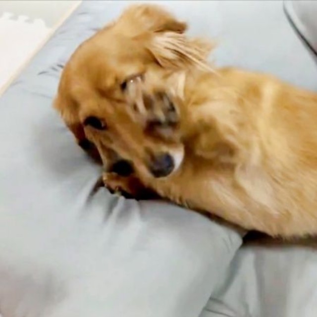 「まだ寝よう！」 前足をちょいちょいして誘うCHOCOちゃん（画像提供：NOBU CHOCOさん）