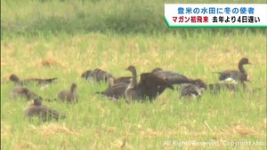 冬の渡り鳥マガンが飛来　宮城・登米市の水田
