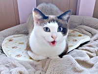 保護から半年ほど経ったりぶちゃん（画像提供：べじたりあん。さん）