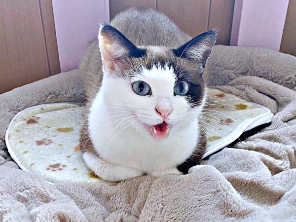 保護から半年ほど経ったりぶちゃん（画像提供：べじたりあん。さん）