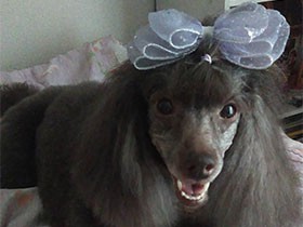 リボンつけたのに…次は晴れてほしいワン　トイプー「アッサム」