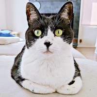 前足の「ごま塩」柄が注目を集めたハナちゃん（画像提供：Ai Tannoさん）