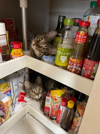 転がっていませんが･･･はるとさんちの調味料ラック