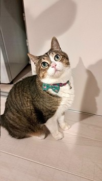 蝶ネクタイ型の首輪がよく似合う、猫王子