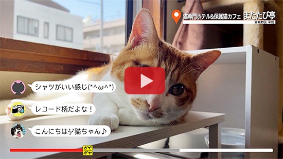 #694猫専門ホテル&保護猫カフェ またたび亭